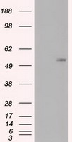 c-Myc (MYC) antibody