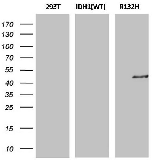 IDH1-mutant antibody