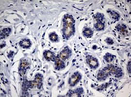 CA19-9 Antibody