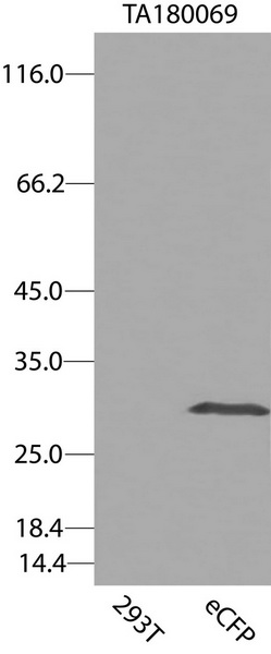 Carrier-free (BSA/glycerol-free) eCFP antibody