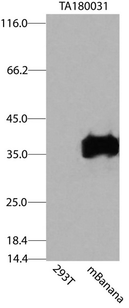 Carrier-free (BSA/glycerol-free) mBanana antibody