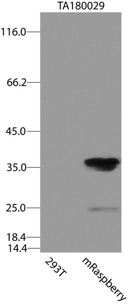 Carrier-free (BSA/glycerol-free) mRaspberry/AmCyan1 antibody