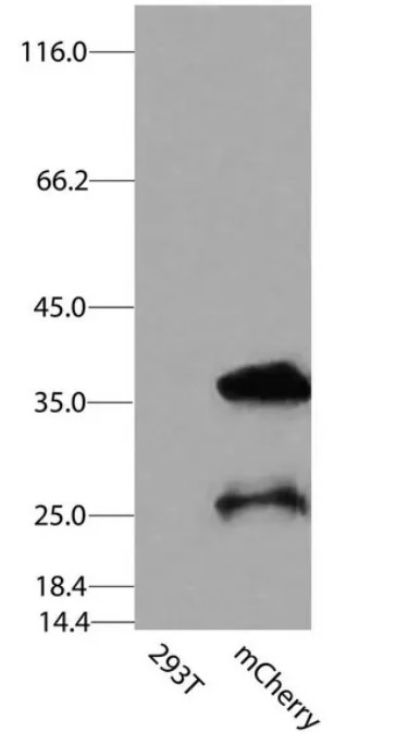 Carrier-free (BSA/glycerol-free) mCherry antibody