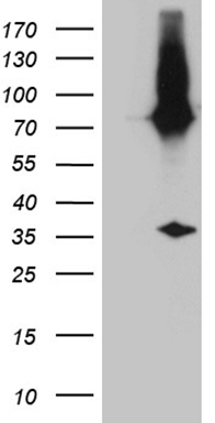 Carrier-free (BSA/glycerol-free) E2-Crimson antibody