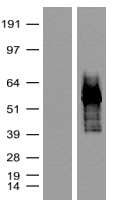 Carrier-free (BSA/glycerol-free) tdTomato antibody