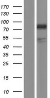 SEMA4A Human Over-expression Lysate