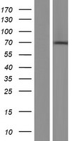 CNOT4 Human Over-expression Lysate