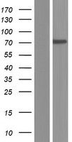 IFFO (IFFO1) Human Over-expression Lysate