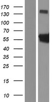 CDADC1 Human Over-expression Lysate