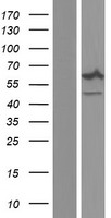 NCF2 Human Over-expression Lysate