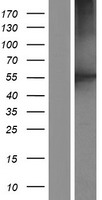 CORO2B Human Over-expression Lysate