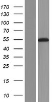 RbAp46 (RBBP7) Human Over-expression Lysate