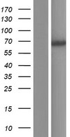 FAPP2 (PLEKHA8) Human Over-expression Lysate