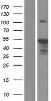 IRF3 Human Over-expression Lysate