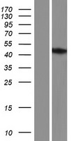 STIMATE-MUSTN1 Human Over-expression Lysate