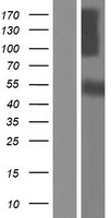 cadherin 10 (CDH10) Human Over-expression Lysate