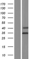 C6orf206 (RSPH9) Human Over-expression Lysate