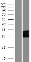 CLDN24 Human Over-expression Lysate
