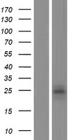 KLRF2 Human Over-expression Lysate