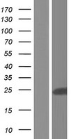 RERG Human Over-expression Lysate