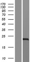 EPPIN-WFDC6 Human Over-expression Lysate