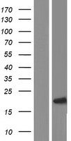 p16INK4A (CDKN2A) Human Over-expression Lysate