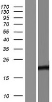 TCF24 Human Over-expression Lysate