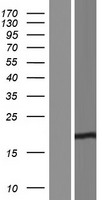 C16orf95 Human Over-expression Lysate