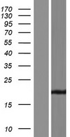 TMEM35B Human Over-expression Lysate