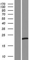 TEX22 Human Over-expression Lysate
