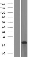 C11orf97 Human Over-expression Lysate