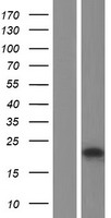 TRPC5OS Human Over-expression Lysate