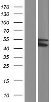TRIM49C Human Over-expression Lysate