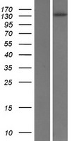 Phospholipase C beta 4 (PLCB4) Human Over-expression Lysate