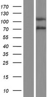 GPR64 (ADGRG2) Human Over-expression Lysate