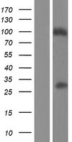 FAM59B (GAREM2) Human Over-expression Lysate
