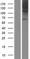 SLC44A4 Human Over-expression Lysate