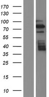BRD7 Human Over-expression Lysate