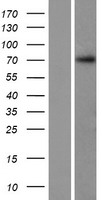 C12orf56 Human Over-expression Lysate