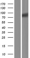 SIGLEC10 Human Over-expression Lysate