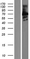 FAM130A2 (CSRNP3) Human Over-expression Lysate