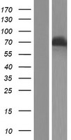 DDX4 Human Over-expression Lysate