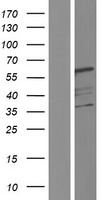 UBAP1 Human Over-expression Lysate