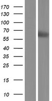 HPSE2 Human Over-expression Lysate