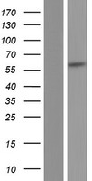 PPP1R16B Human Over-expression Lysate