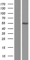 CUG BP1 (CELF1) Human Over-expression Lysate