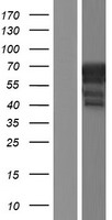 DGCR2 Human Over-expression Lysate