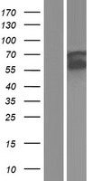 HCK Human Over-expression Lysate