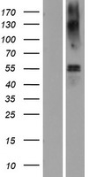 EAAT1 (SLC1A3) Human Over-expression Lysate
