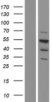 CUG BP1 (CELF1) Human Over-expression Lysate